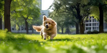 狗扰民物业到底有没有责任？